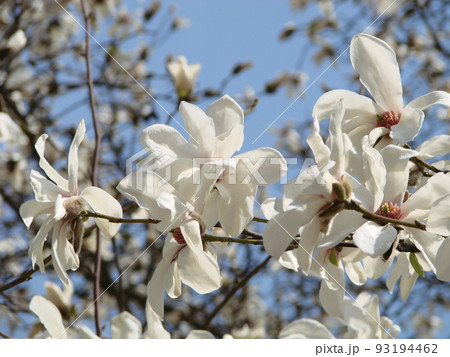 Flowering Magnolia Tulip Tree. Chinese Magnolia x soulangeana blossom with tulip-shaped flowers 93194462