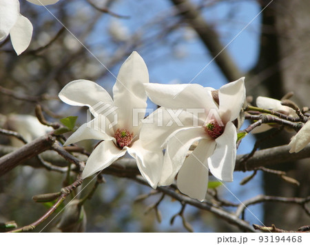 Flowering Magnolia Tulip Tree. Chinese Magnolia x soulangeana blossom with tulip-shaped flowers Flowering Magnolia Tulip Tree. Chinese Magnolia x soulangeana blossom with tulip-shaped flowers 93194468