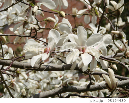 Flowering Magnolia Tulip Tree. Chinese Magnolia x soulangeana blossom with tulip-shaped flowers Flowering Magnolia Tulip Tree. Chinese Magnolia x soulangeana blossom with tulip-shaped flowers 93194480