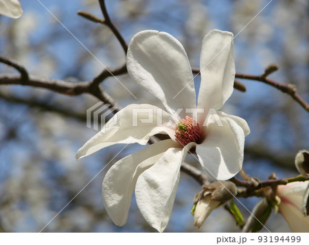 Flowering Magnolia Tulip Tree. Chinese Magnolia x soulangeana blossom with tulip-shaped flowers Flowering Magnolia Tulip Tree. Chinese Magnolia x soulangeana blossom with tulip-shaped flowers 93194499