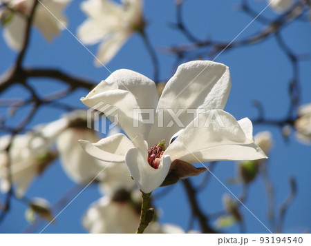 White magnolia flower against the sky close-up White magnolia flower against the sky close-up 93194540