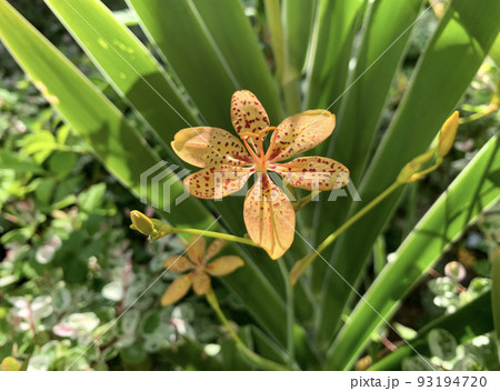 Chinese belamkanda, Chinese Ixia, Leopard lily (lat.- Belamcanda chinensis) 93194720