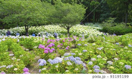 【相模原市】相模原北公園のあじさい 【相模原市】相模原北公園のあじさい 93195199
