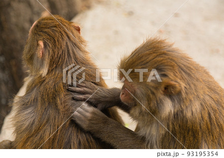 ネパール　カトマンズのモンキー・テンプルとも言われるスワヤンブナート寺院の毛繕いしている猿. 93195354