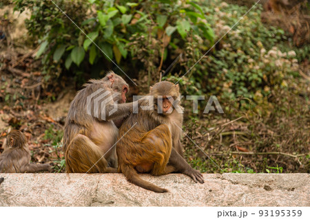 ネパール　カトマンズのモンキー・テンプルとも言われるスワヤンブナート寺院の毛繕いしている猿 93195359