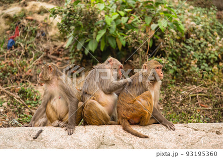 ネパール　カトマンズのモンキー・テンプルとも言われるスワヤンブナート寺院の毛繕いしている猿 93195360