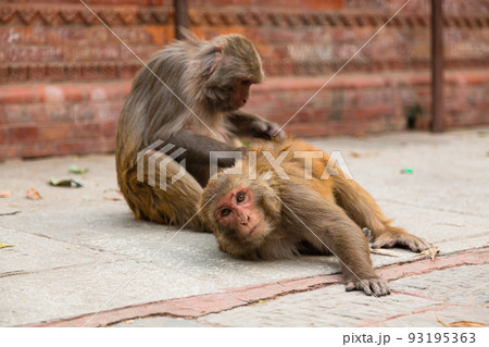 ネパール　カトマンズのモンキー・テンプルとも言われるスワヤンブナート寺院の毛繕いしている猿 93195363