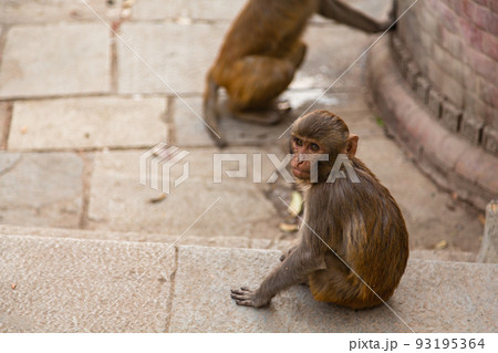 ネパール　カトマンズのモンキー・テンプルとも言われるスワヤンブナート寺院の小猿 93195364