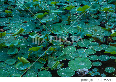 ネパール ポカラのペワ湖に浮くハス ネパール ポカラのペワ湖に浮くハス 93195541