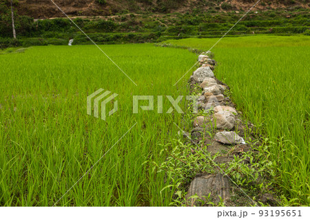 ネパール　ポカラ近郊の田園風景 93195651