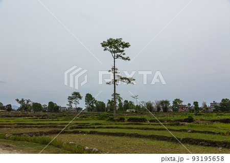 ネパール　ポカラ近郊の田園風景 93195658