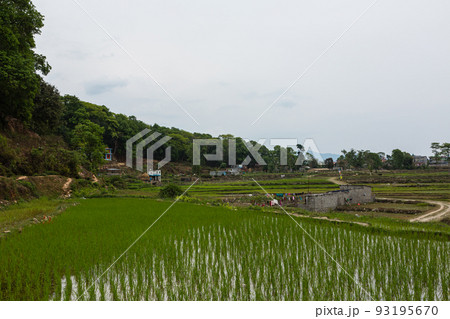 ネパール　ポカラ近郊の田園風景 93195670