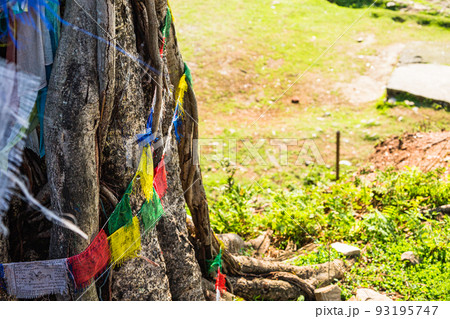 ネパール　ポカラの木に巻き付けられたタルチョ 93195747