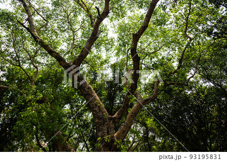 ネパール 仏陀の生誕地ルンビニのルンビニ・ガーデンの風景 ネパール 仏陀の生誕地ルンビニのルンビニ・ガーデンの風景 93195831
