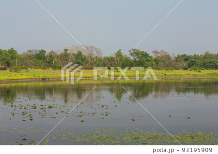 ネパール　仏陀の生誕地ルンビニのルンビニ・ガーデン 93195909
