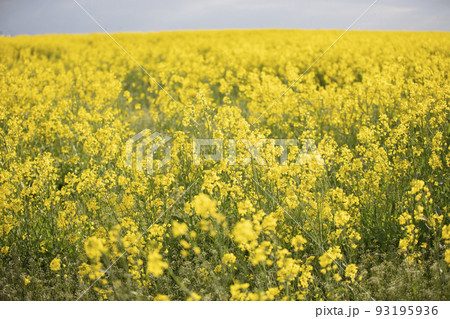 Yellow flowering rapeseed field.Rapeseed landscape. Yellow flowering rapeseed field.Rapeseed landscape. 93195936