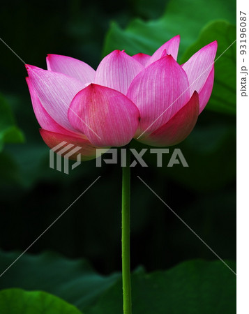 蓮の花 蓮の花 93196087