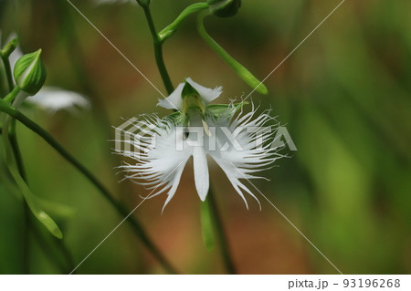 サギソウの花　 93196268