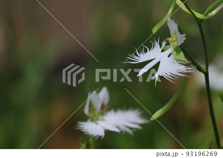 サギソウの花　 93196269