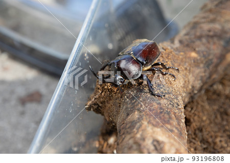 ケースの中のカブトムシ 93196808