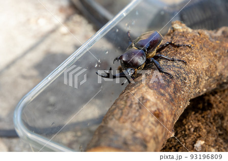 ケースの中のカブトムシ 93196809