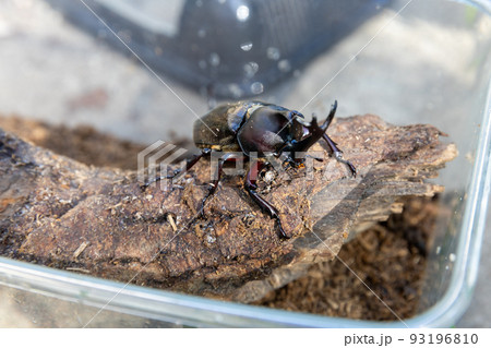 ケースの中のカブトムシ 93196810