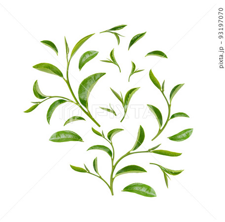 Green tea leaves isolated on white background Green tea leaves isolated on white background 93197070