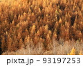 落葉松の黄葉　深まる秋　近づく冬 93197253