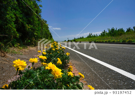 千葉県館山のフラワーライン 93197452