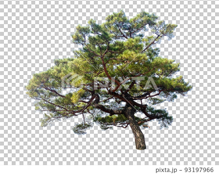 wood, succulent, transparent background wood, succulent, transparent background 93197966