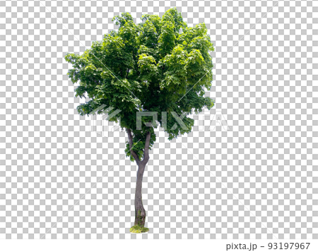 木材,多汁,透明背景 木材,多汁,透明背景 93197967