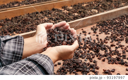 Currant grapes in young woman hand in front of organic raisin drying yard 93197997