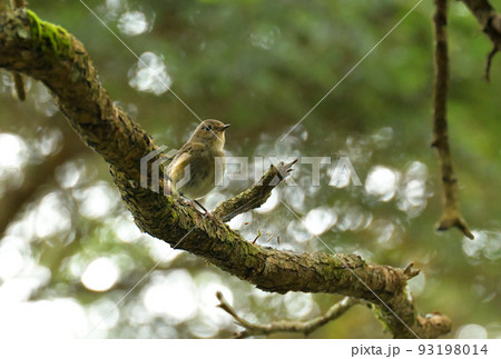 夏山のルリビタキ メス 夏山のルリビタキ メス 93198014