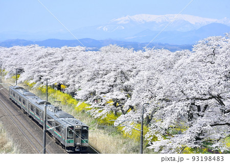 宮城県白石市の白石川堤一目千本桜とJR東北本線のコラボレーション 宮城県白石市の白石川堤一目千本桜とJR東北本線のコラボレーション 93198483