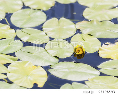 水上に顔を出すコウホネの花 93198593