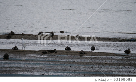 毎分 律動公園 夏 93199098