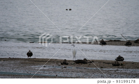 毎分 律動公園 湖公園 93199178
