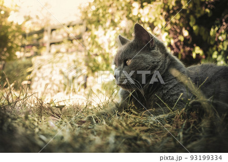 Cat in the green garden Cat in the green garden 93199334