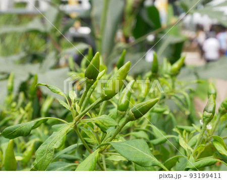 Chili fruits on a chili tree. Some of them are still young and not yet ready to be harvested. Chili is one of the main ingredients in cooking in Southeast Asia especially. Gives a spicy taste to food. Chili fruits on a chili tree. Some of them are still young and not yet ready to be harvested. Chili is one of the main ingredients in cooking in Southeast Asia especially. Gives a spicy taste to food. 93199411