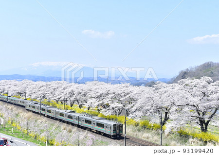 宮城県白石市の白石川堤一目千本桜とJR東北本線のコラボレーション 93199420