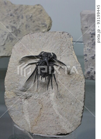 三葉虫の化石 三葉虫の化石 93199445