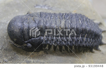 三葉虫の化石 三葉虫の化石 93199448