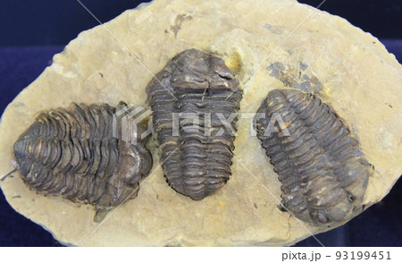 三葉虫の化石　半身石の中 三葉虫の化石・意味と効果