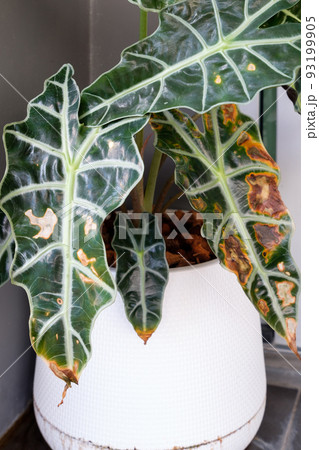The kris plant (Alocasia Sanderiana Bull) is a disease from the soft rot. The kris plant (Alocasia Sanderiana Bull) is a disease from the soft rot. 93199905