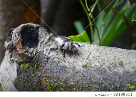 木にくっついているカブトムシ(メス) 93199911