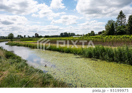 Green nature reserve with water plants at the River Mark, The Netherlands Green nature reserve with water plants at the River Mark, The Netherlands 93199975