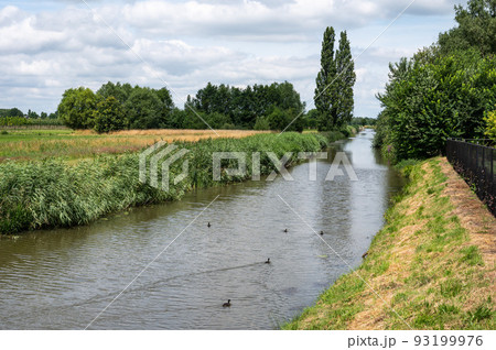 Green nature reserve with water plants at the River Mark, The Netherlands 93199976