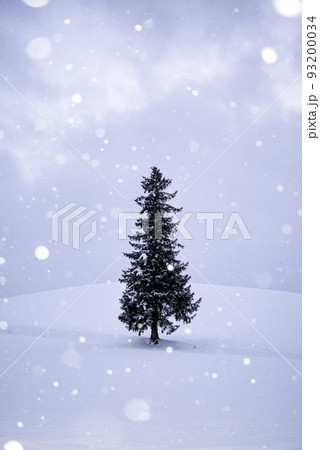 【北海道】クリスマスの時期の美瑛・クリスマスツリーの木と粉雪 【北海道】クリスマスの時期の美瑛・クリスマスツリーの木と粉雪 93200034
