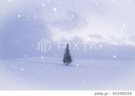 【北海道】冬の美瑛・クリスマスツリーの木 93200039