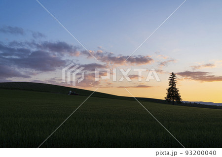 【北海道】夏の美瑛・夕暮れのクリスマスツリーの木 93200040